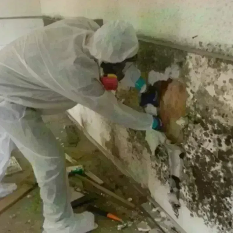 Mold Remediation and Removal in Oxford, ME